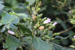 Strobilanthes neoaspera